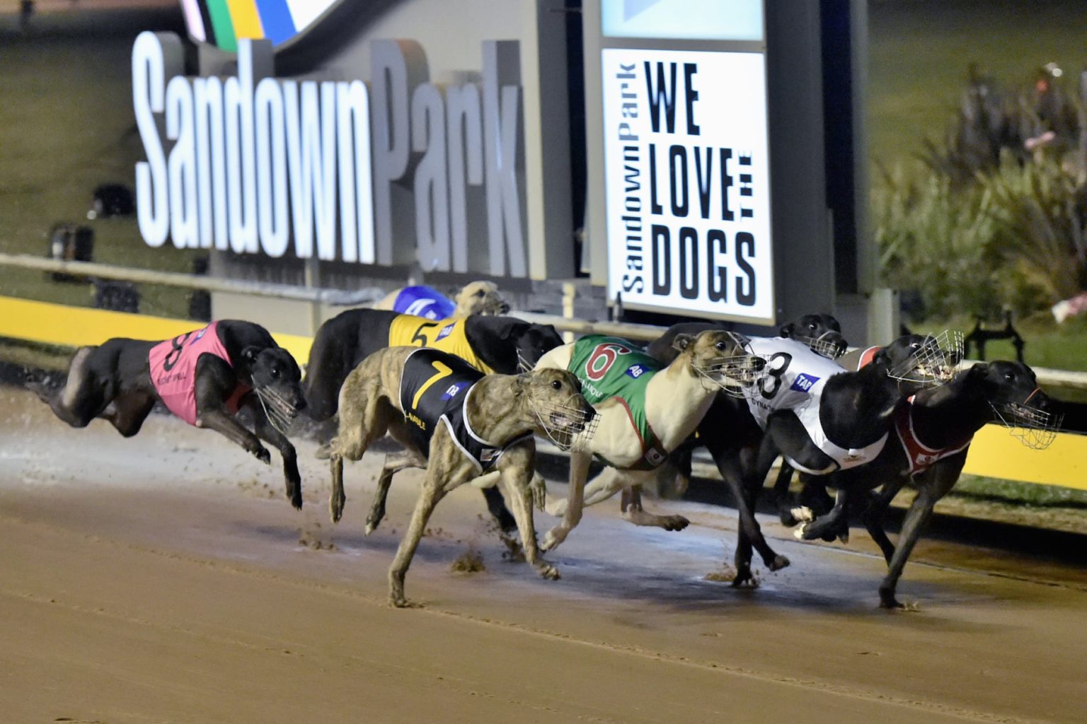 2015 Melbourne Cup – History of Greyhound Racing in Australia