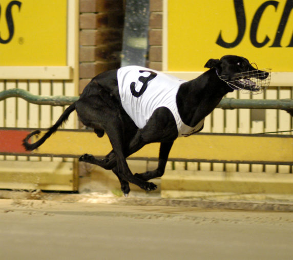 Sharonlee Girl Laurels winner 1980 History of Greyhound Racing in