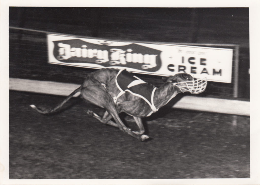Classic shot in Slips History of Greyhound Racing in Australia
