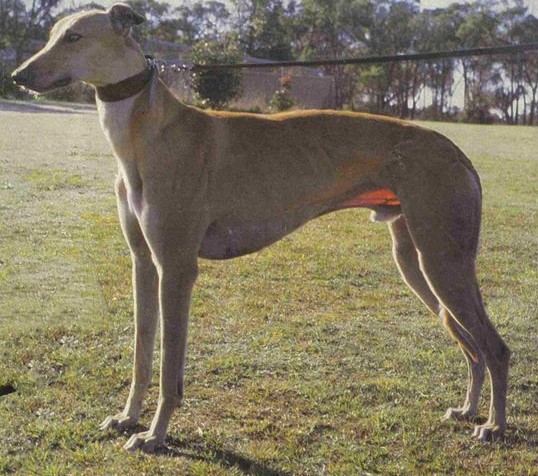 History Of The Healesville Grc – History Of Greyhound Racing In Australia