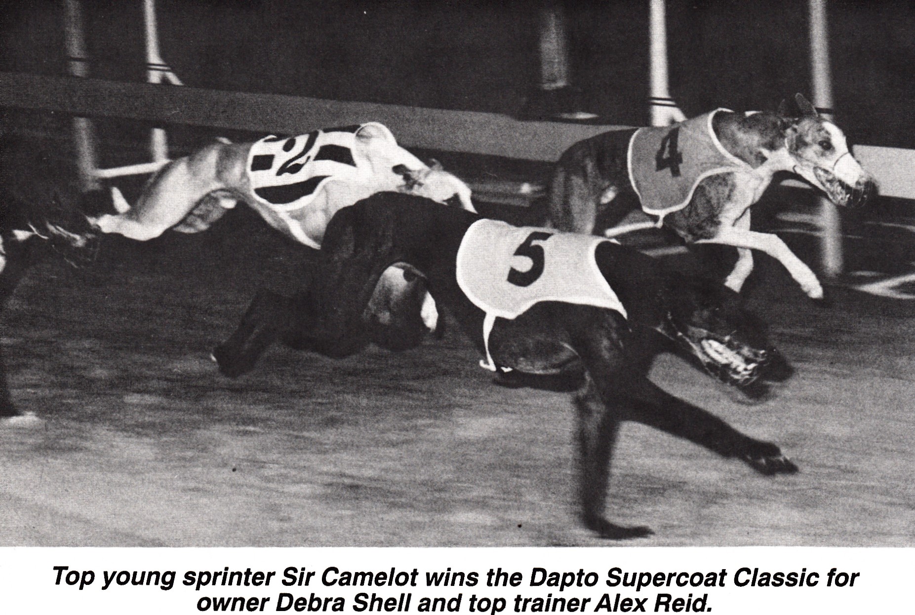 Greyhounds travel by Motor Bike History of Greyhound Racing in Australia